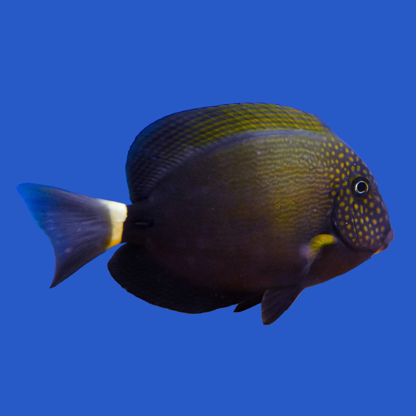 Maculiceps Tang