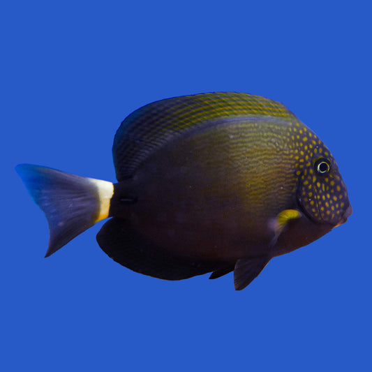 Maculiceps Tang