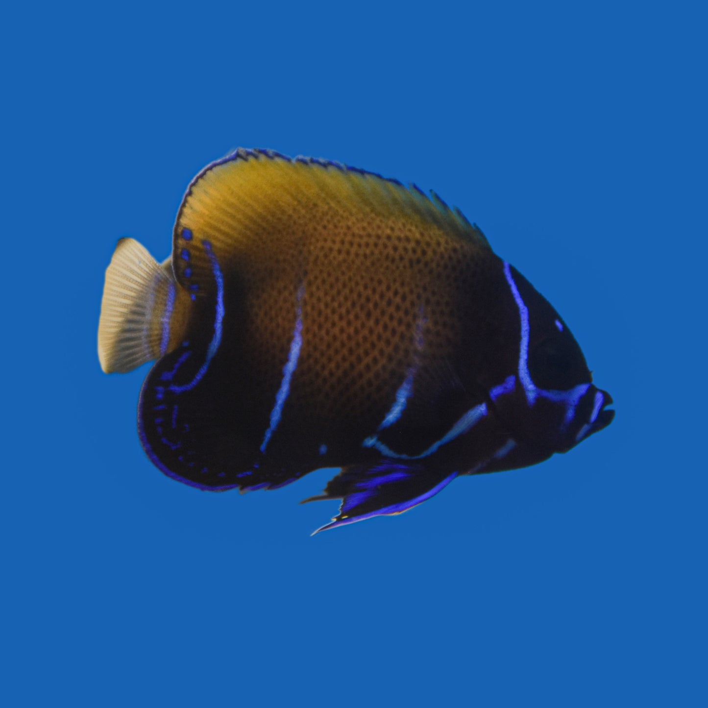 Majestic Angelfish