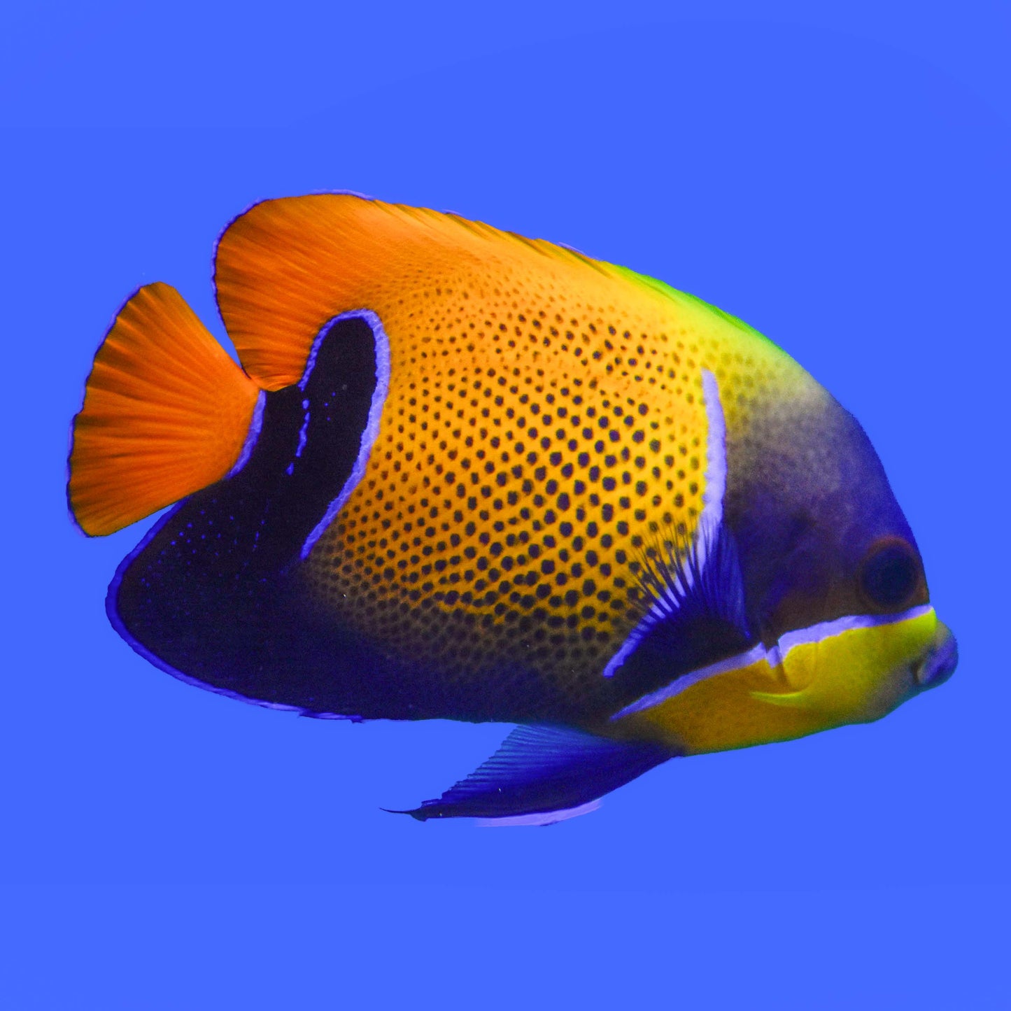 Majestic Angelfish