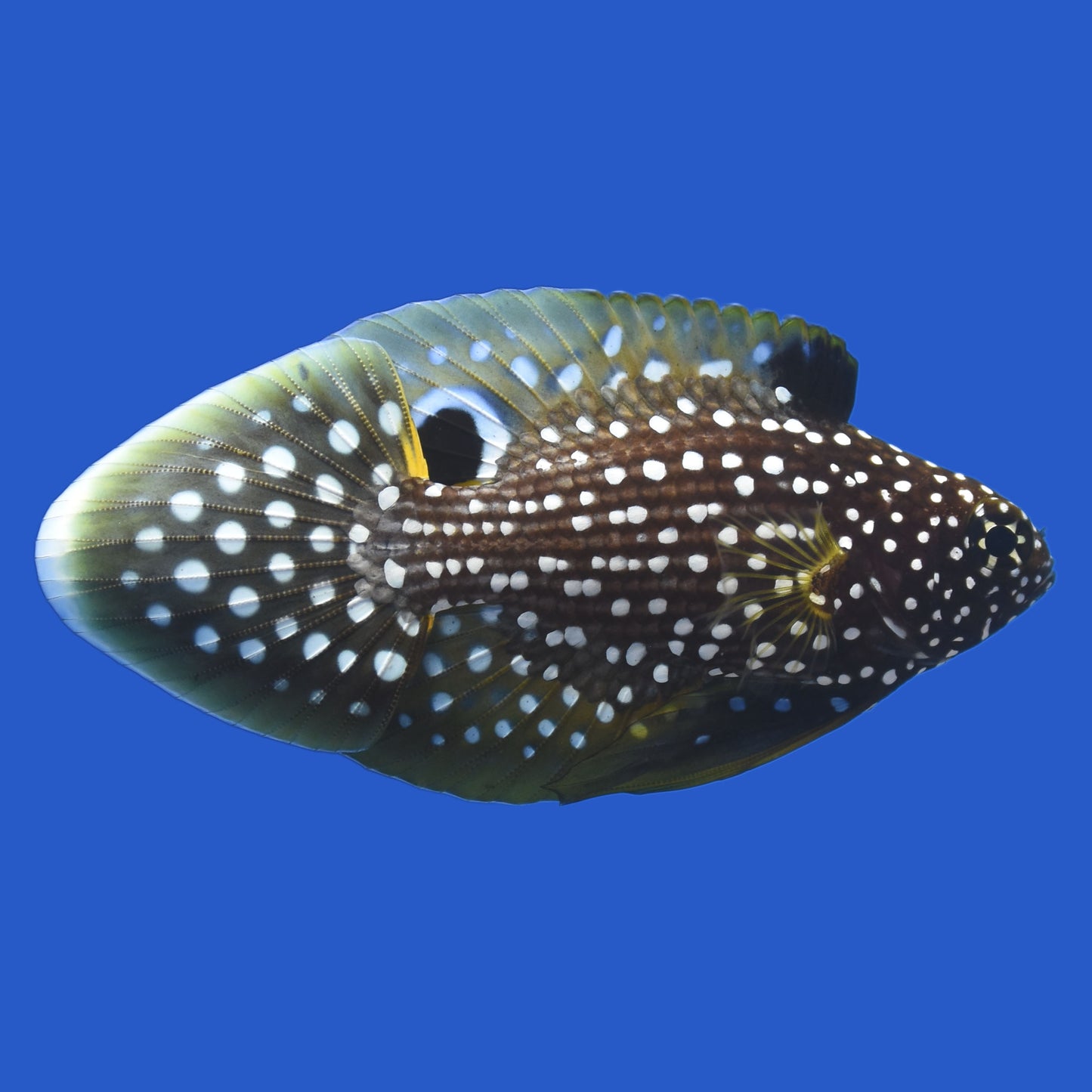 Marine Betta
