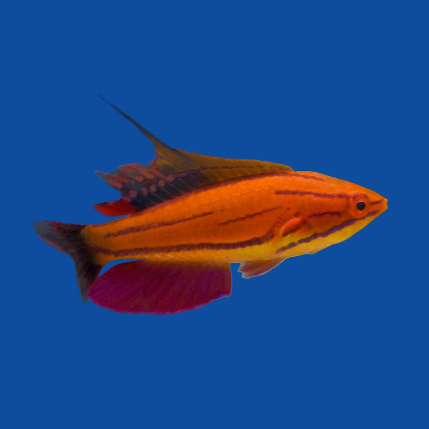 Mcosker Flasher Wrasse