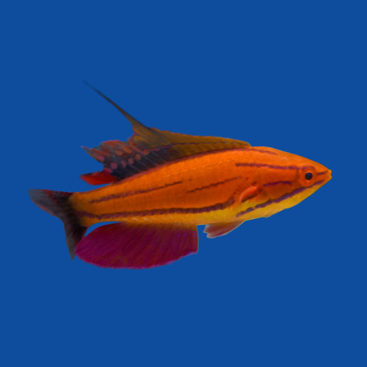 Mcosker Flasher Wrasse