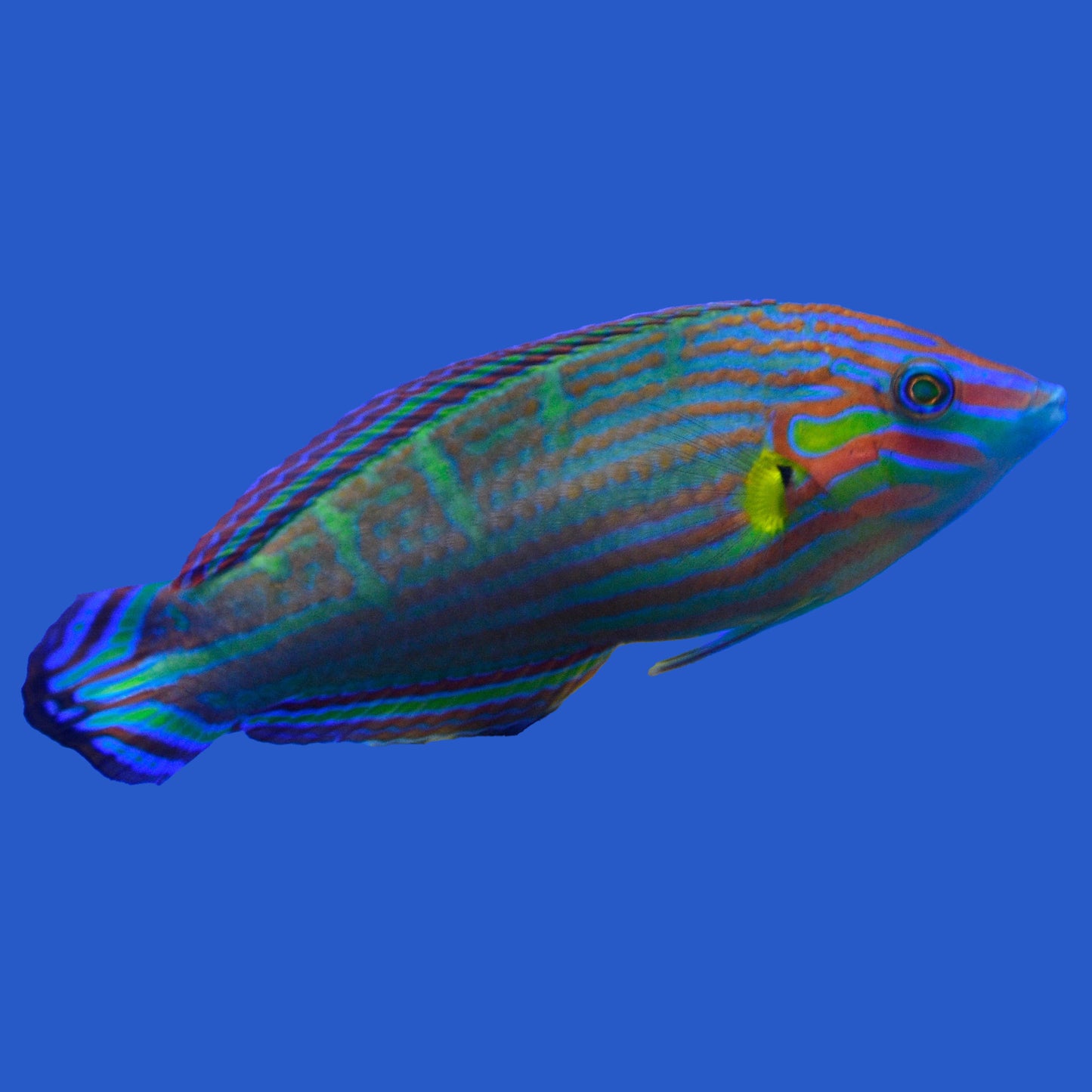 Melanurus Wardy Wrasse