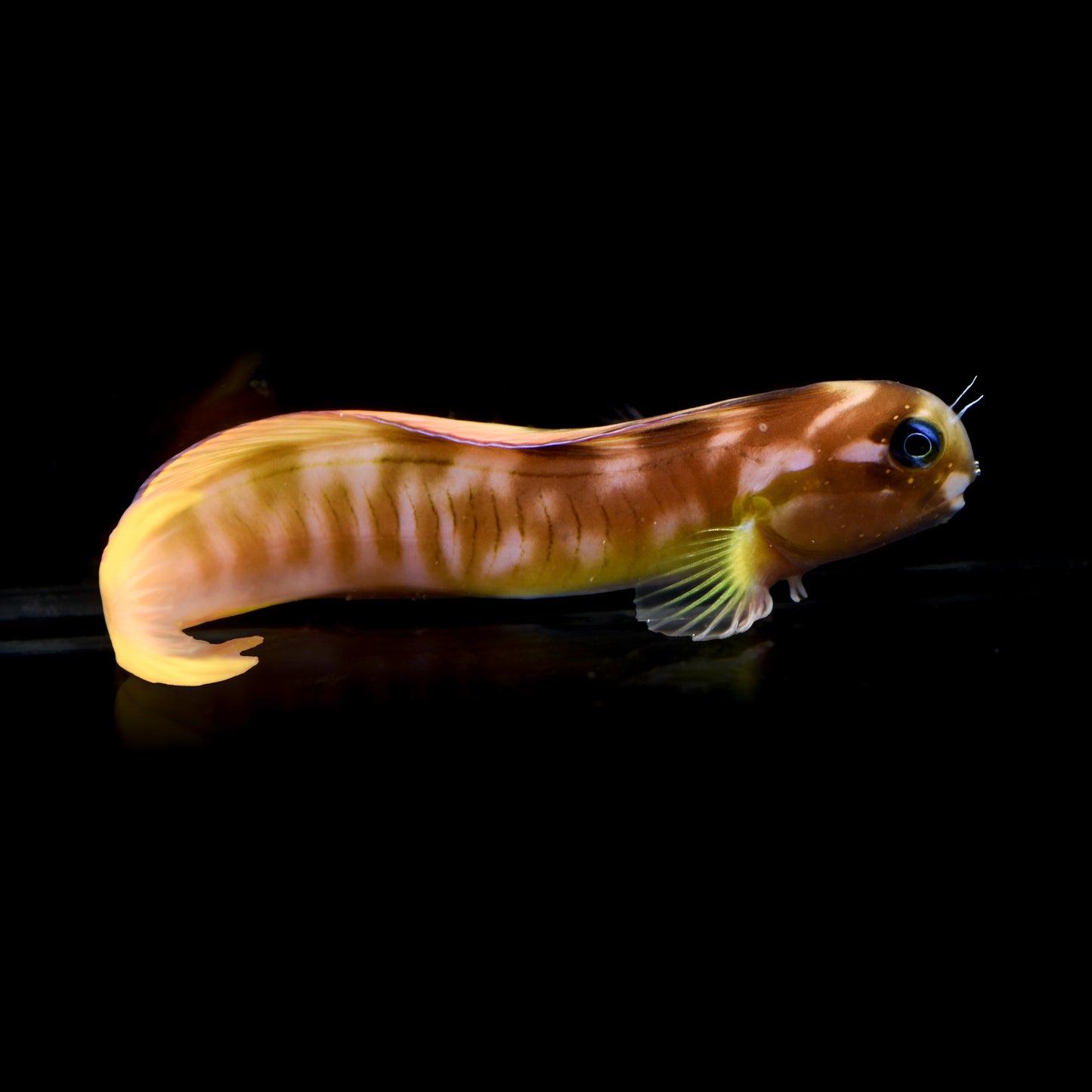 Midas Blenny