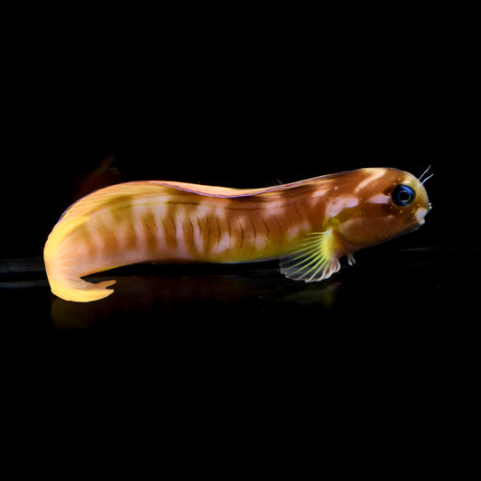 Midas Blenny