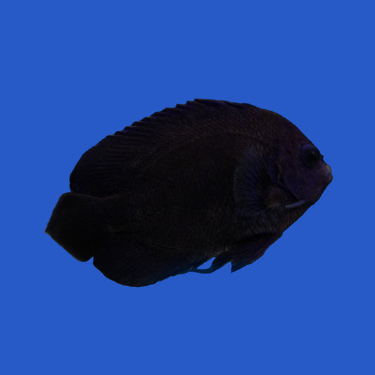 Midnight Angelfish