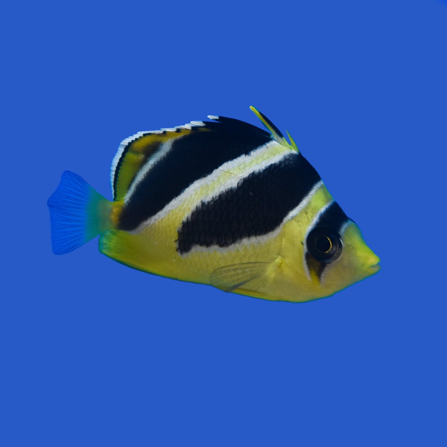 Mitratus Butterflyfish WYSIWYG