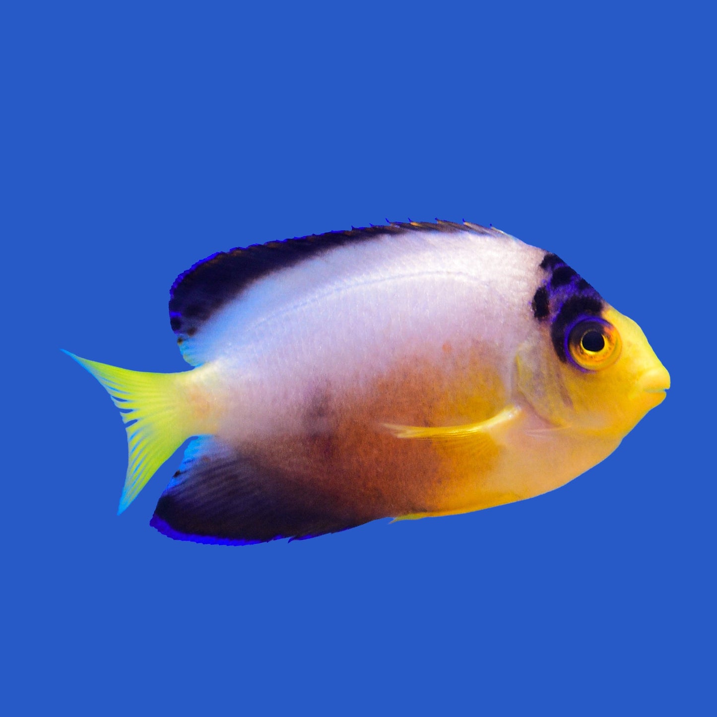 Multicolor Angelfish