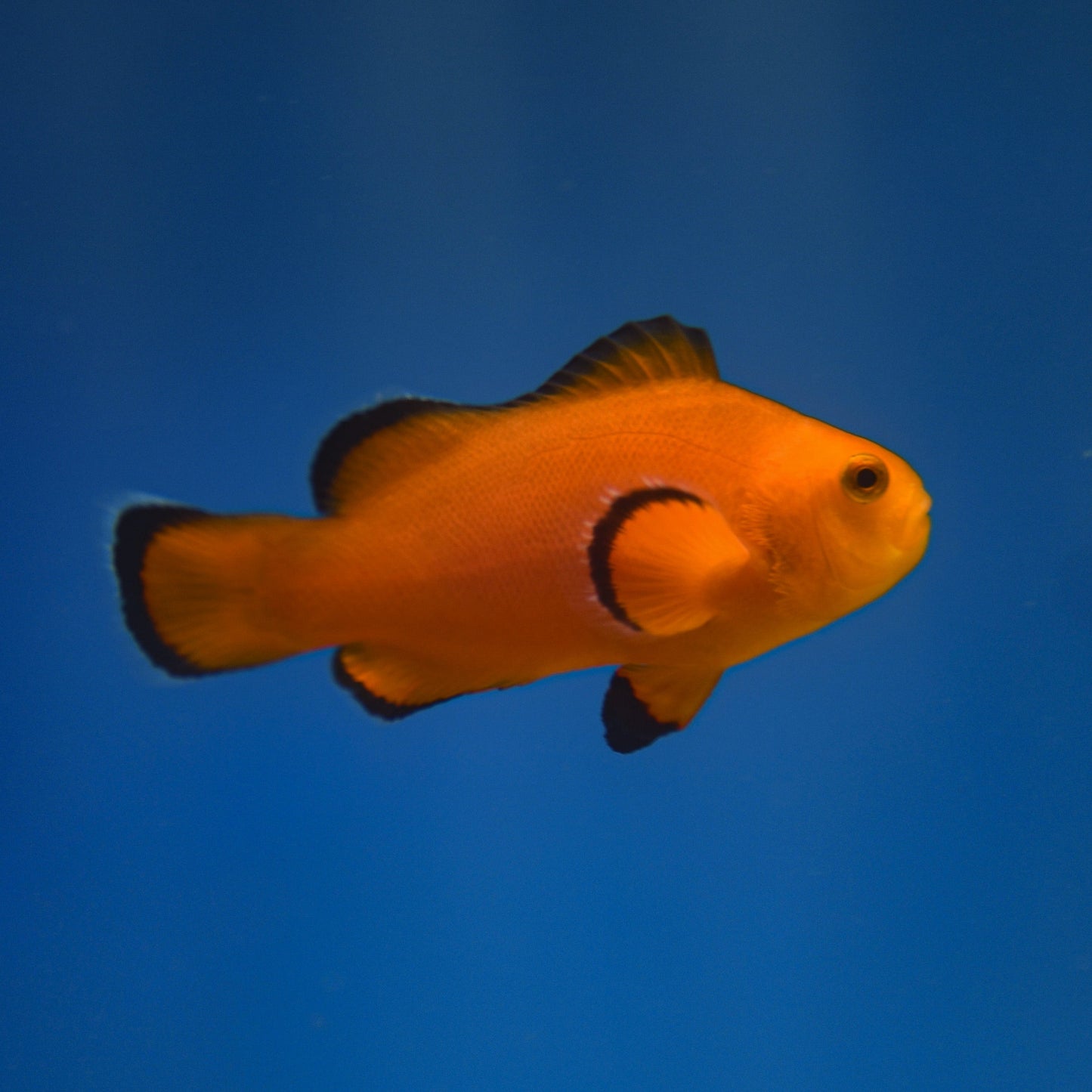 Naked Clownfish - Aquacultured