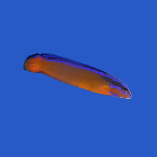 Neon Dottyback - Aquacultured