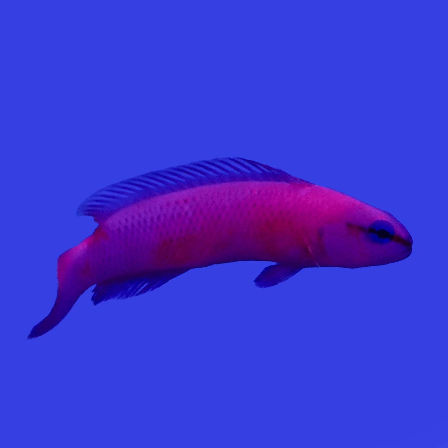 Orchid Dottyback