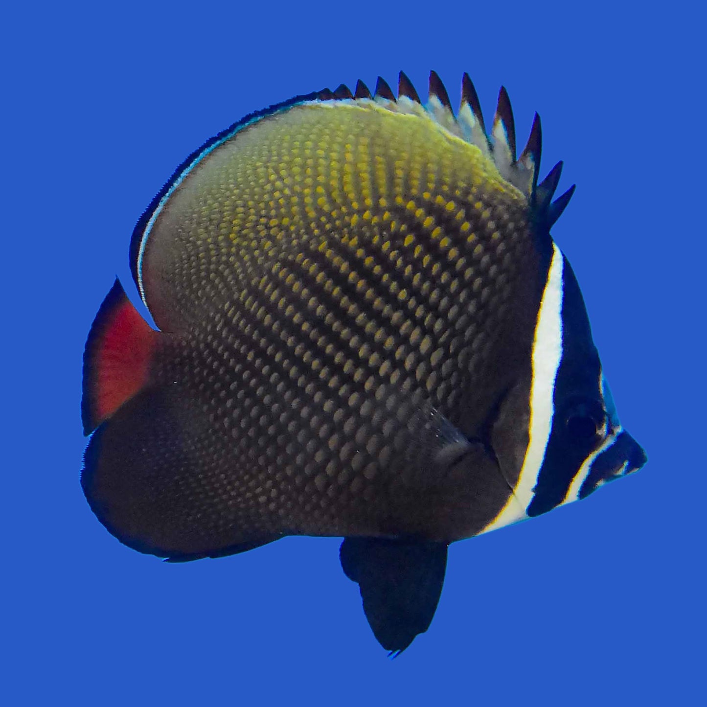 Pakistan Butterflyfish