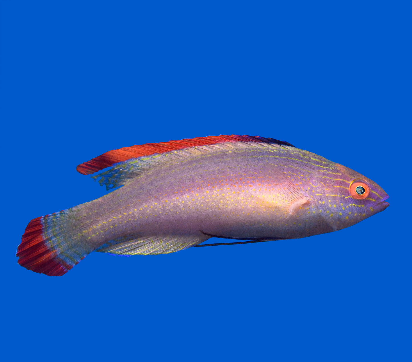 Red Margin fairy Wrasse
