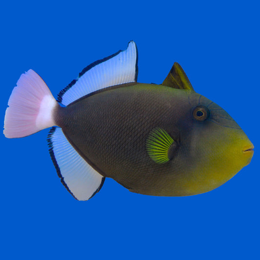 Pinktail Triggerfish