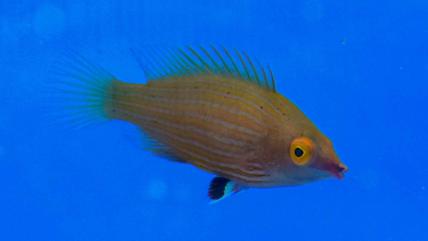 Pink Streak Wrasse