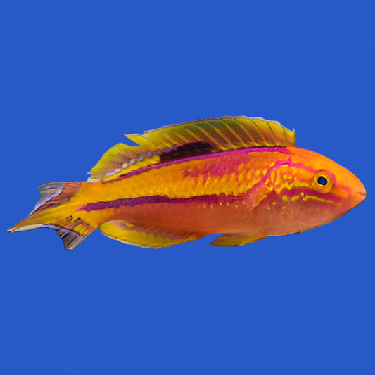Pintail Fairy Wrasse