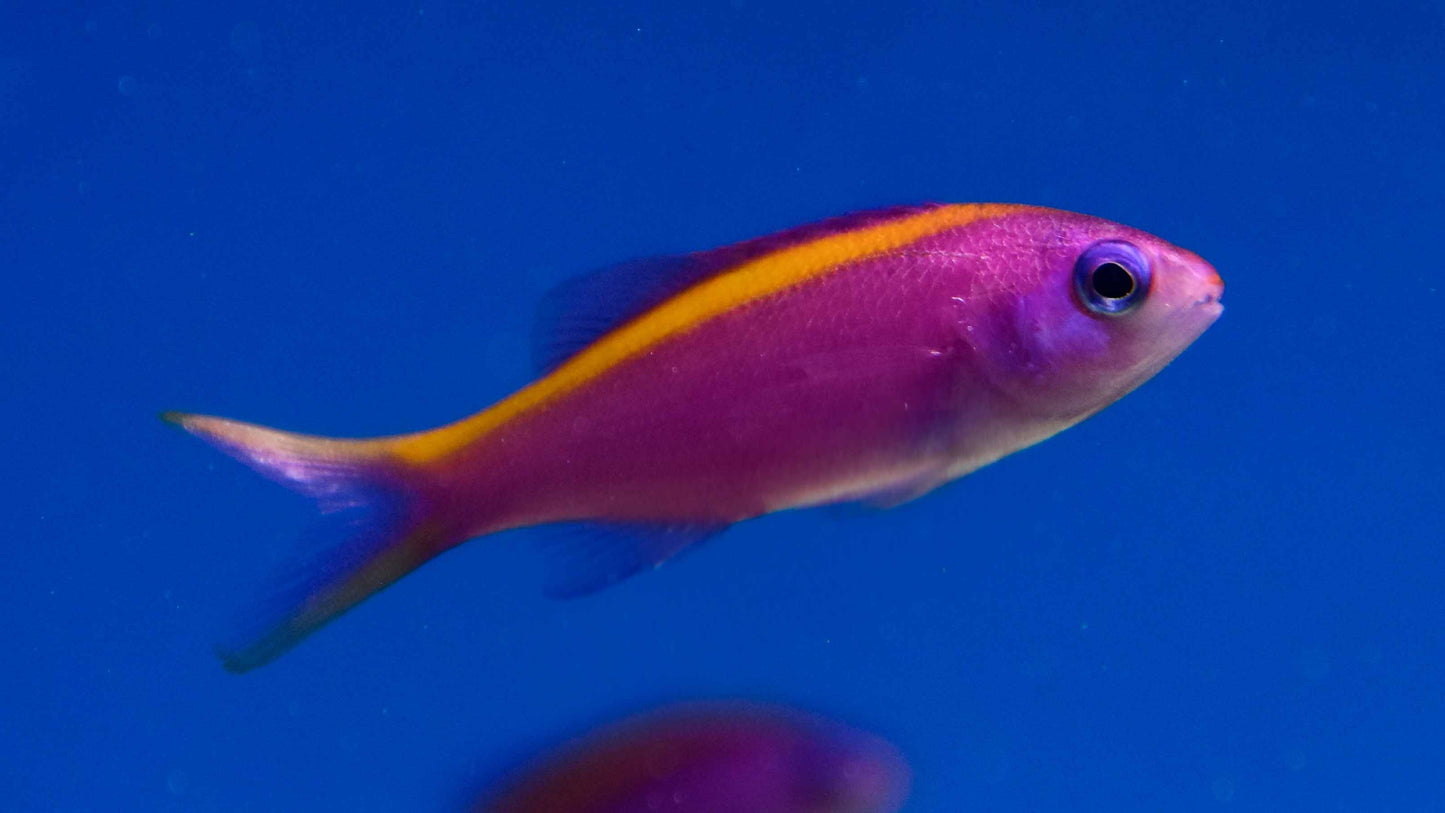 Purple Queen Anthias