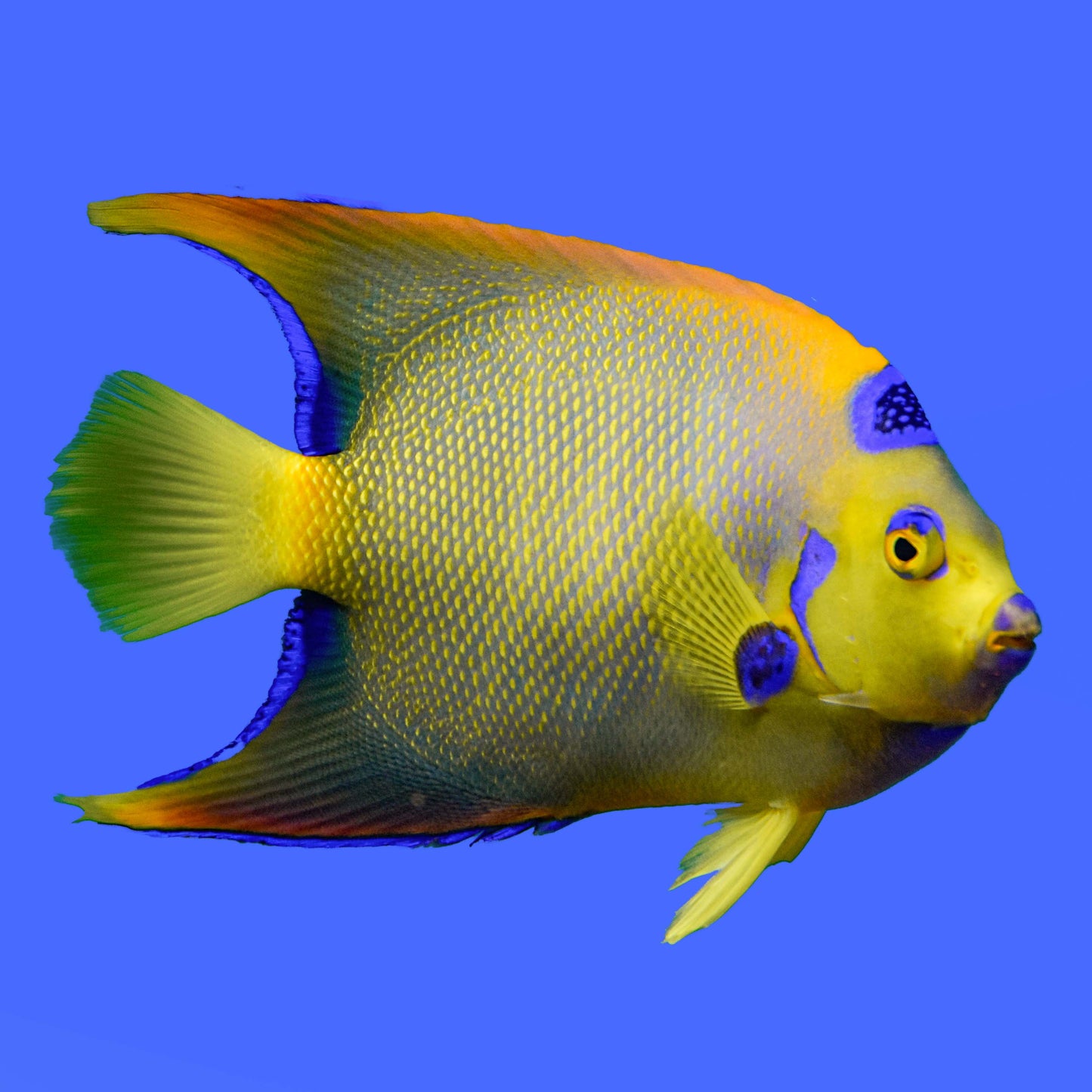 Queen Angelfish