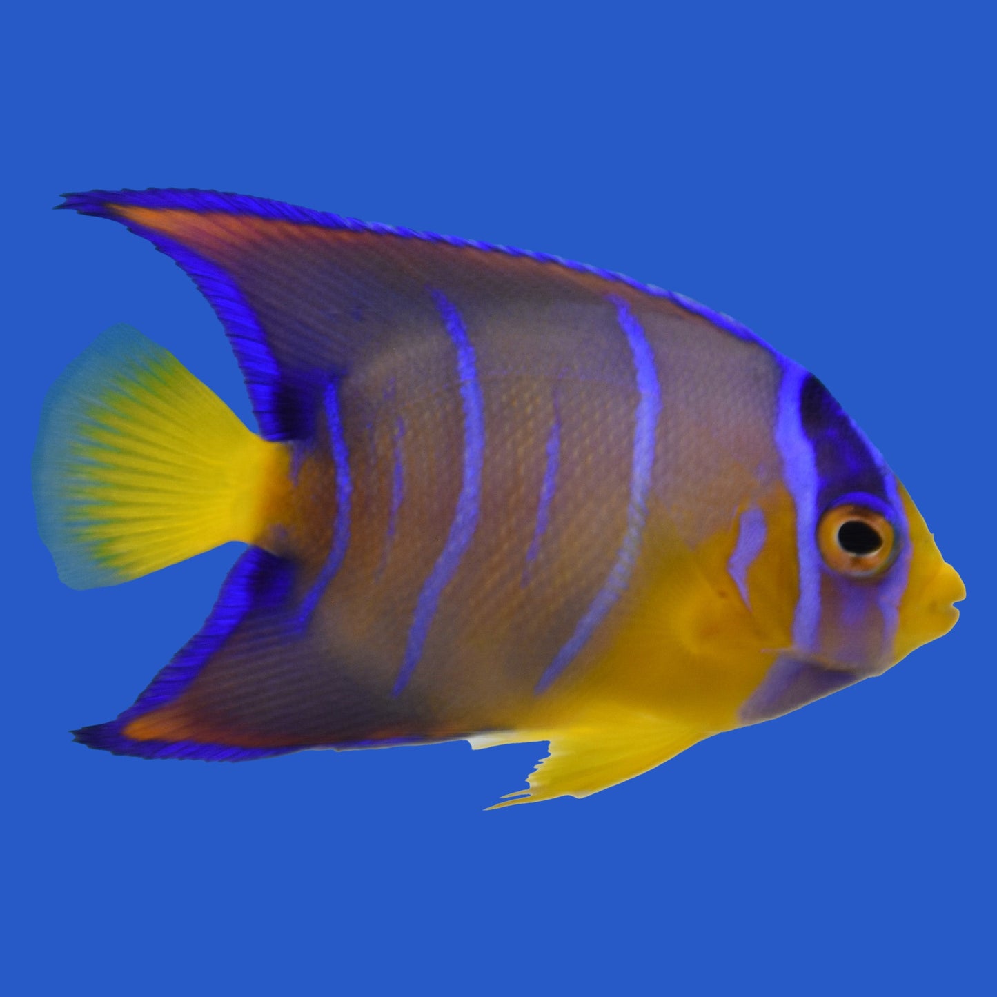 Queen Angelfish
