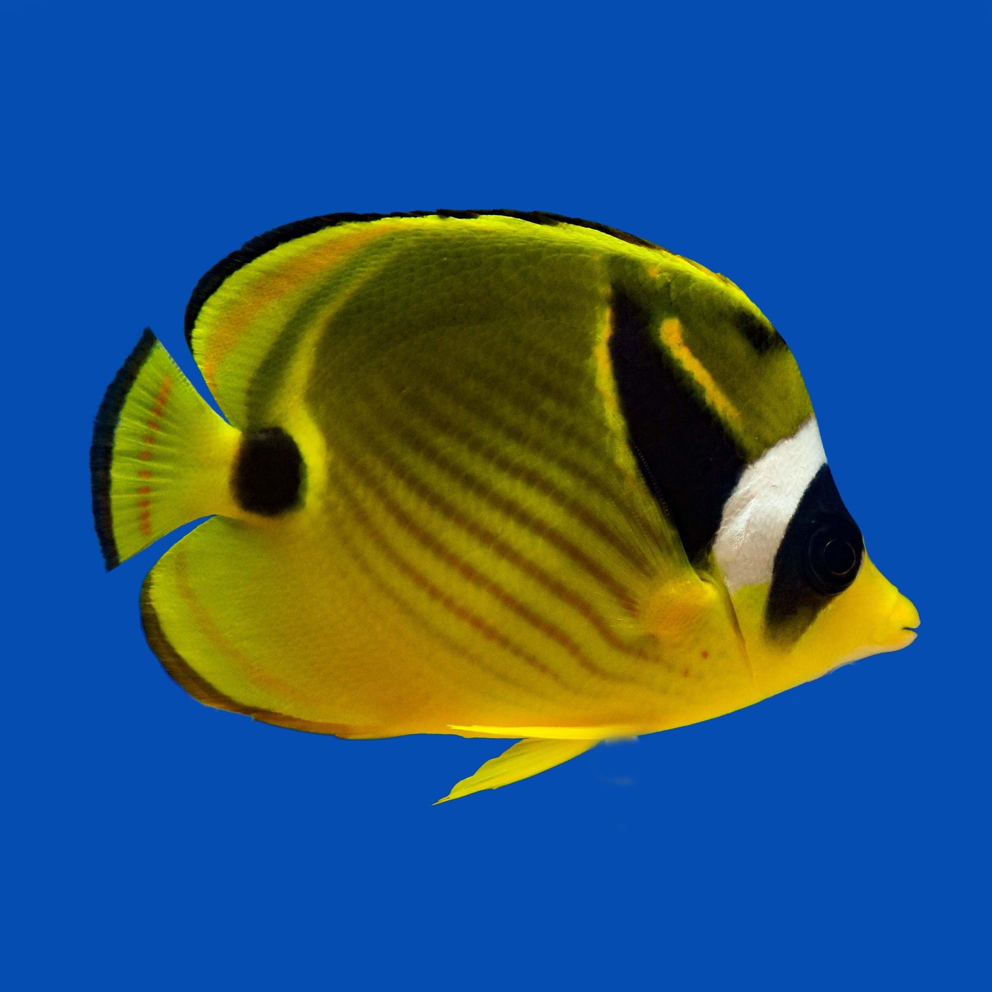 Raccoon Butterflyfish