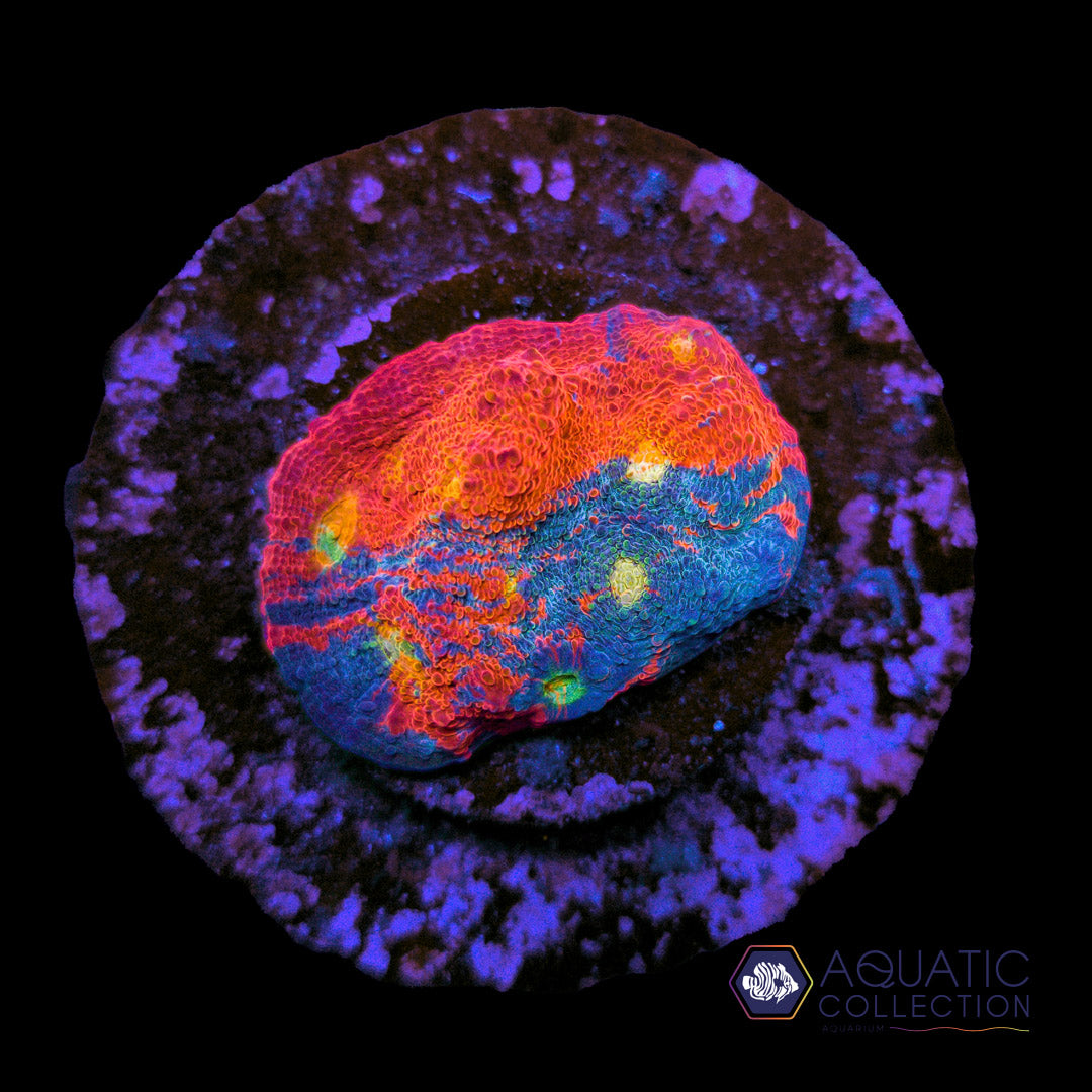 AQC Rainbowish Chalice