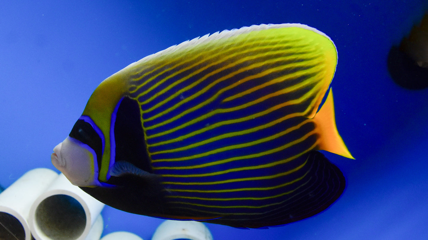 Emperor Angelfish