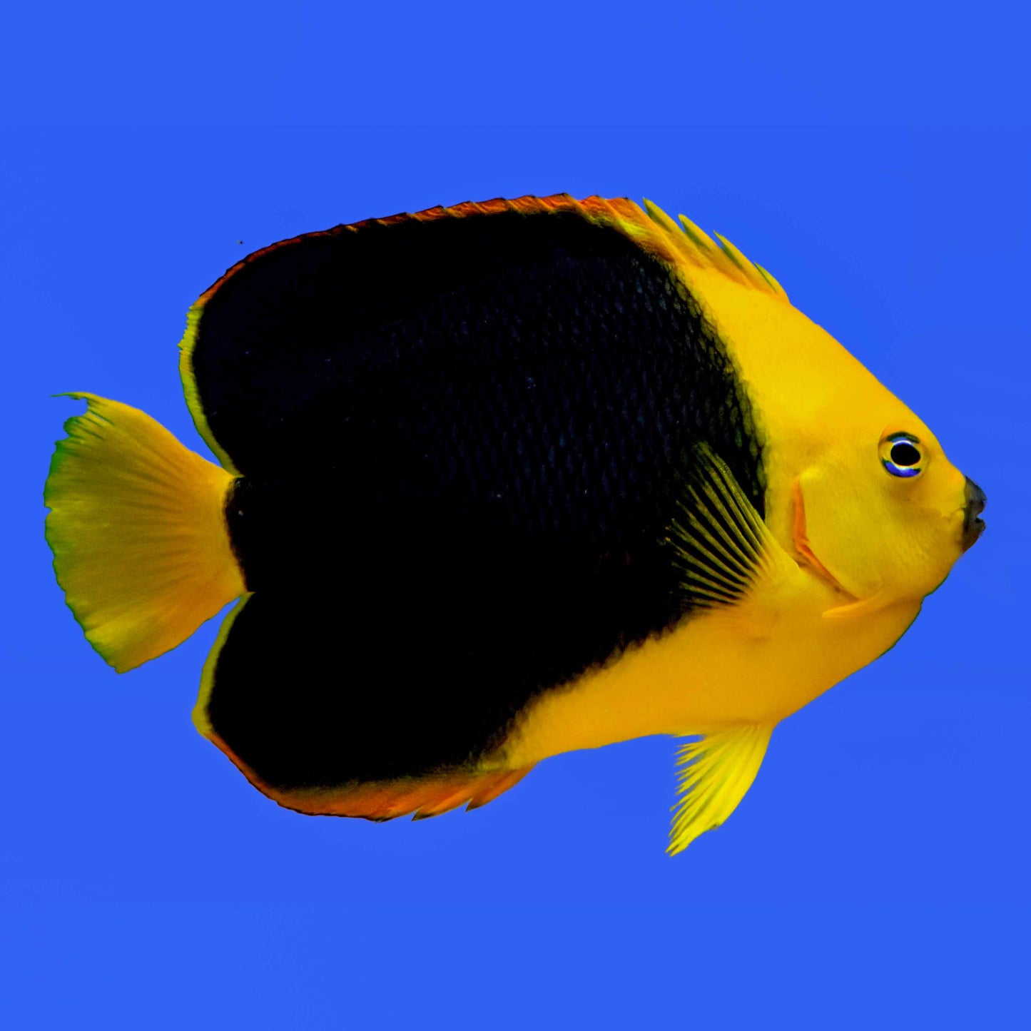Rock Beauty Angelfish