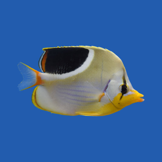 Saddleback Butterflyfish