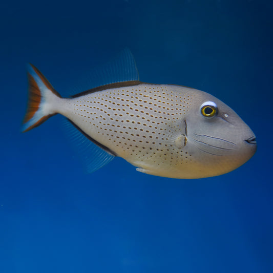 Sargassum Triggerfish