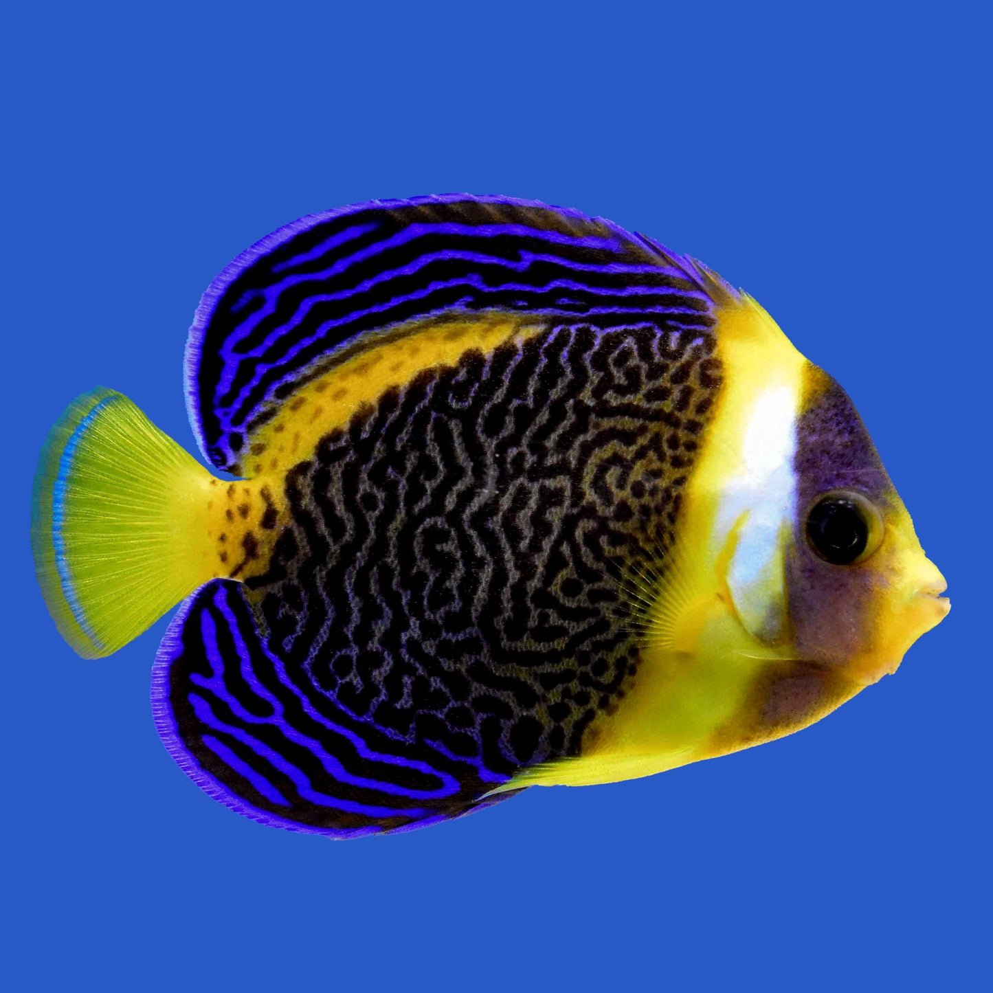Scribble Angelfish