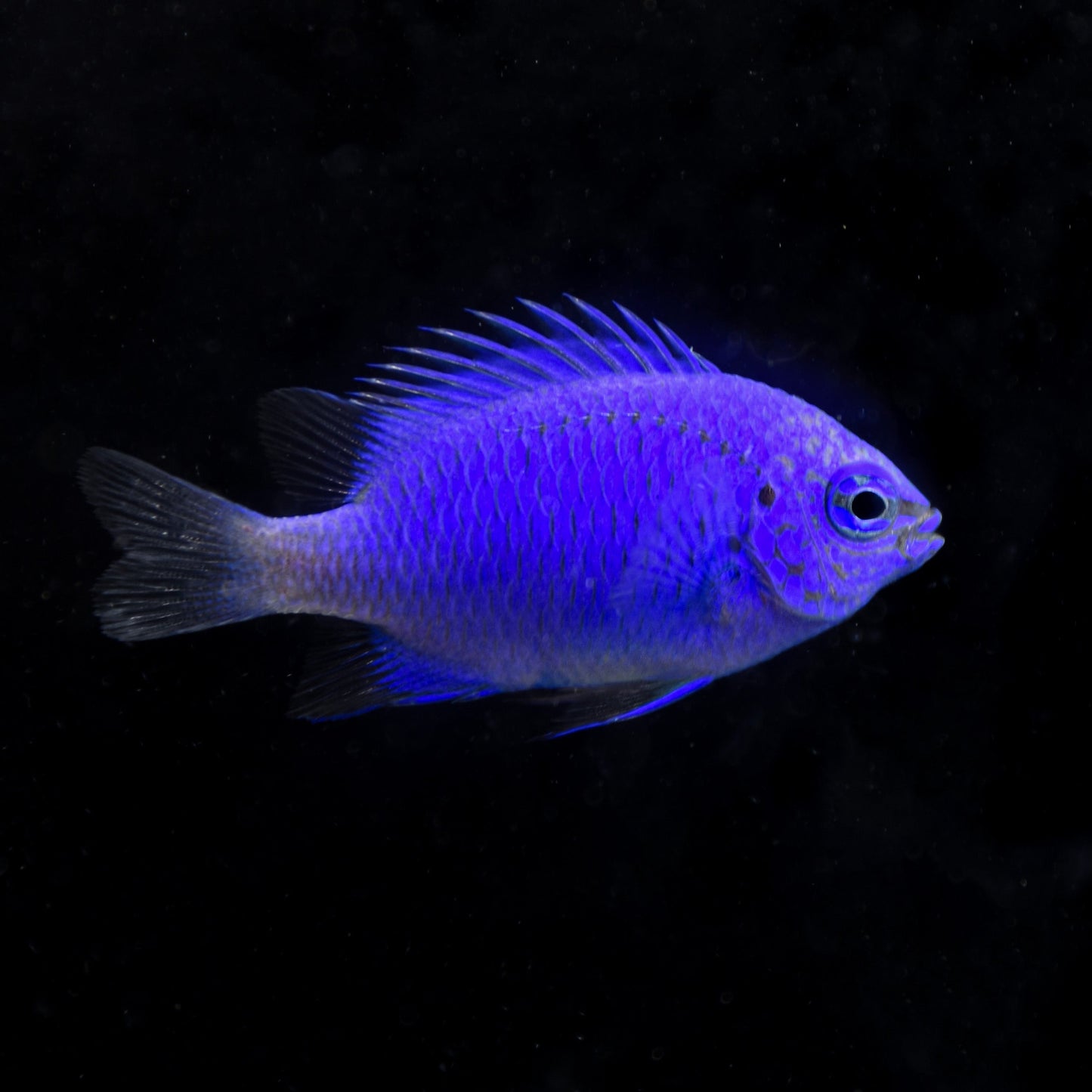 Springer Damselfish