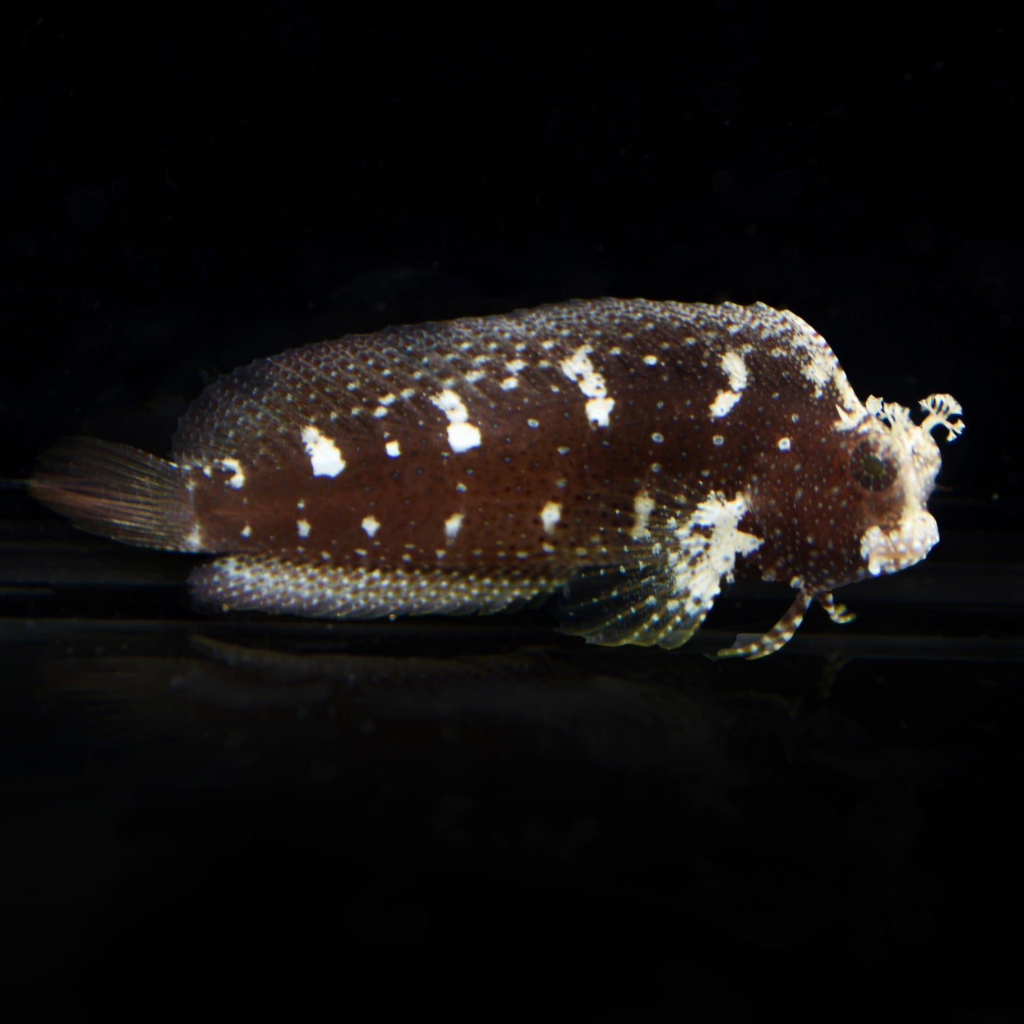 Starry Blenny