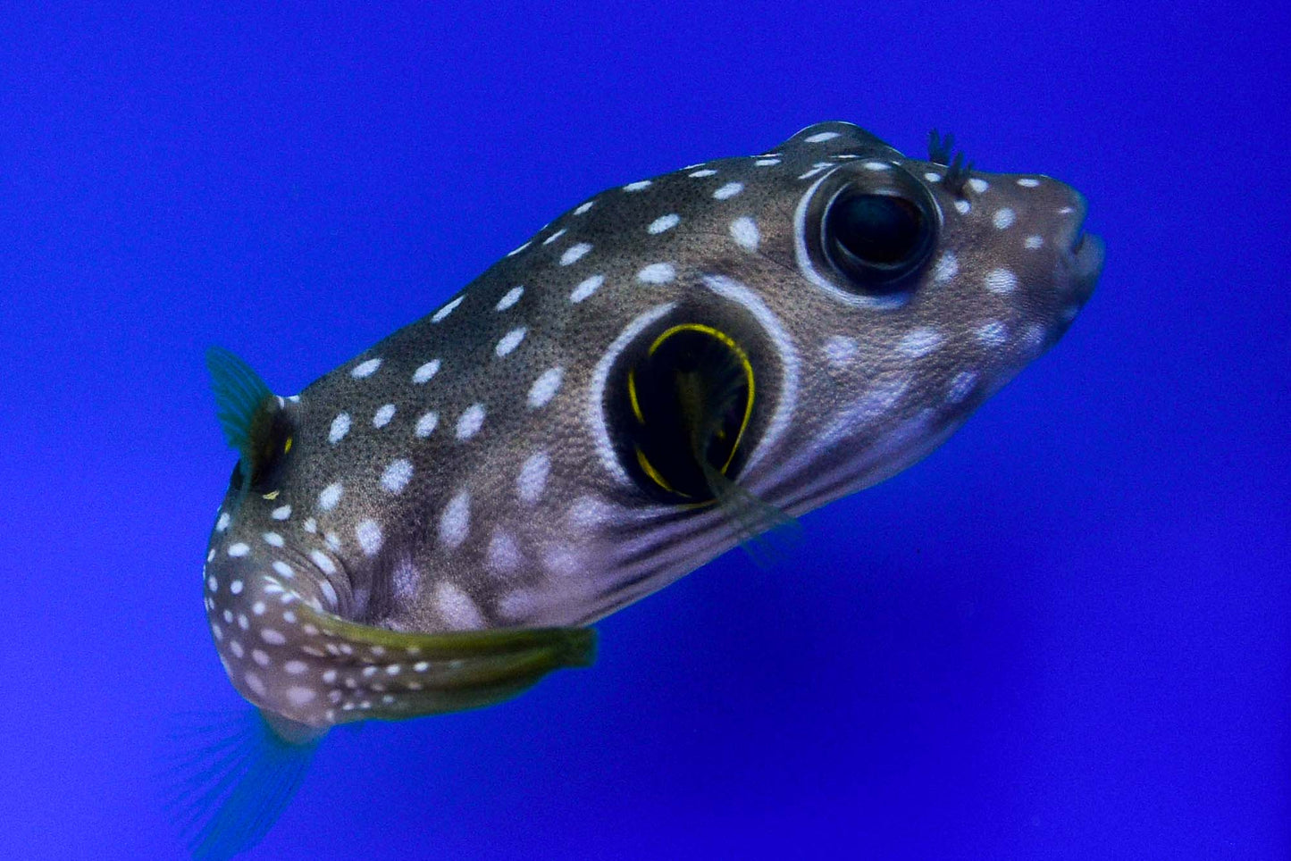 Stars and Stripes Puffer