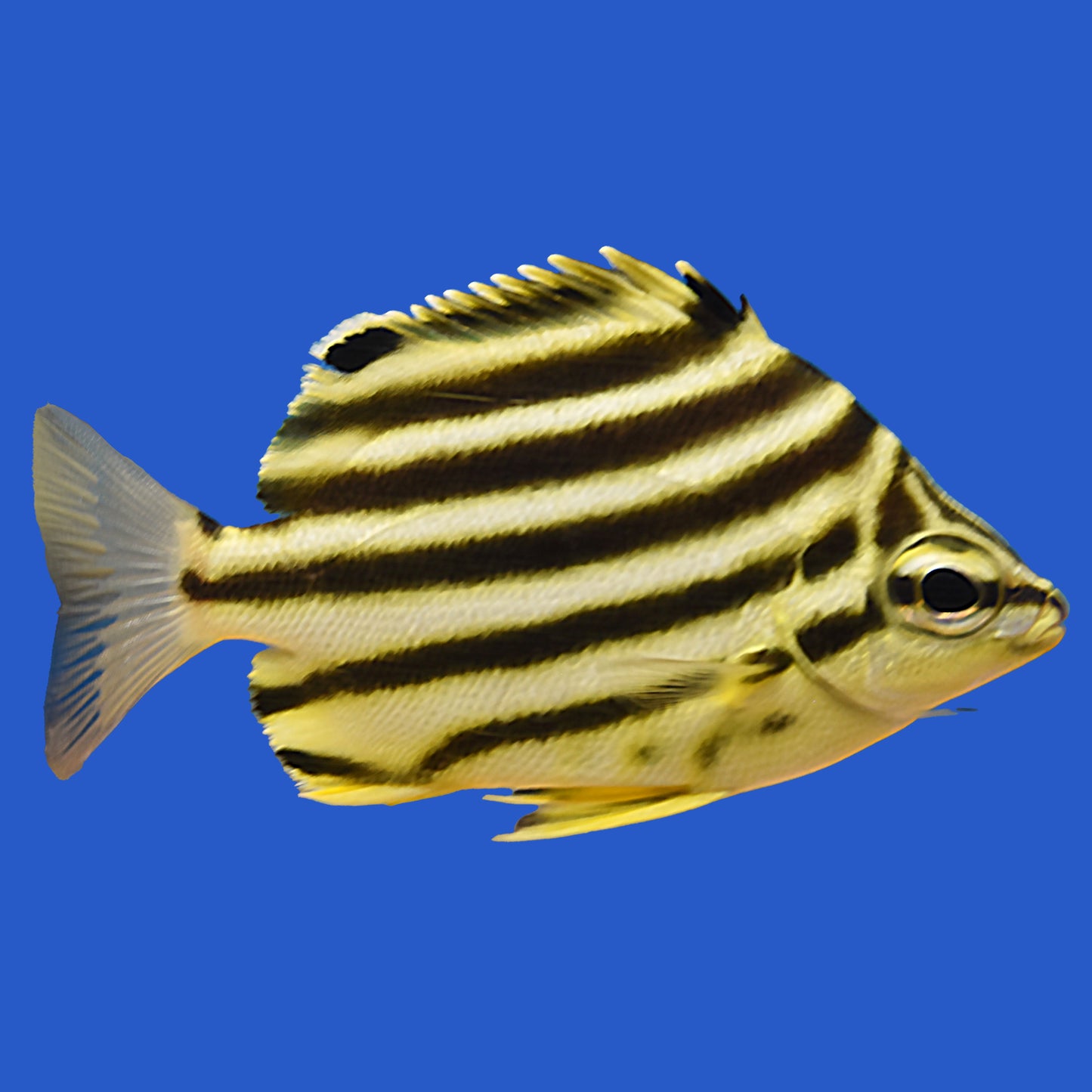 Stripey