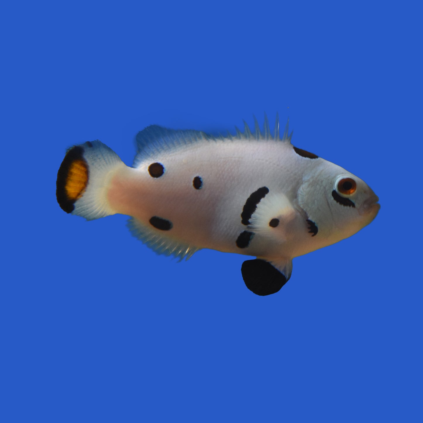 Super Storm Clownfish - Aquacultured