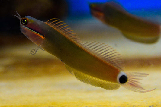 Tailspot Blenny