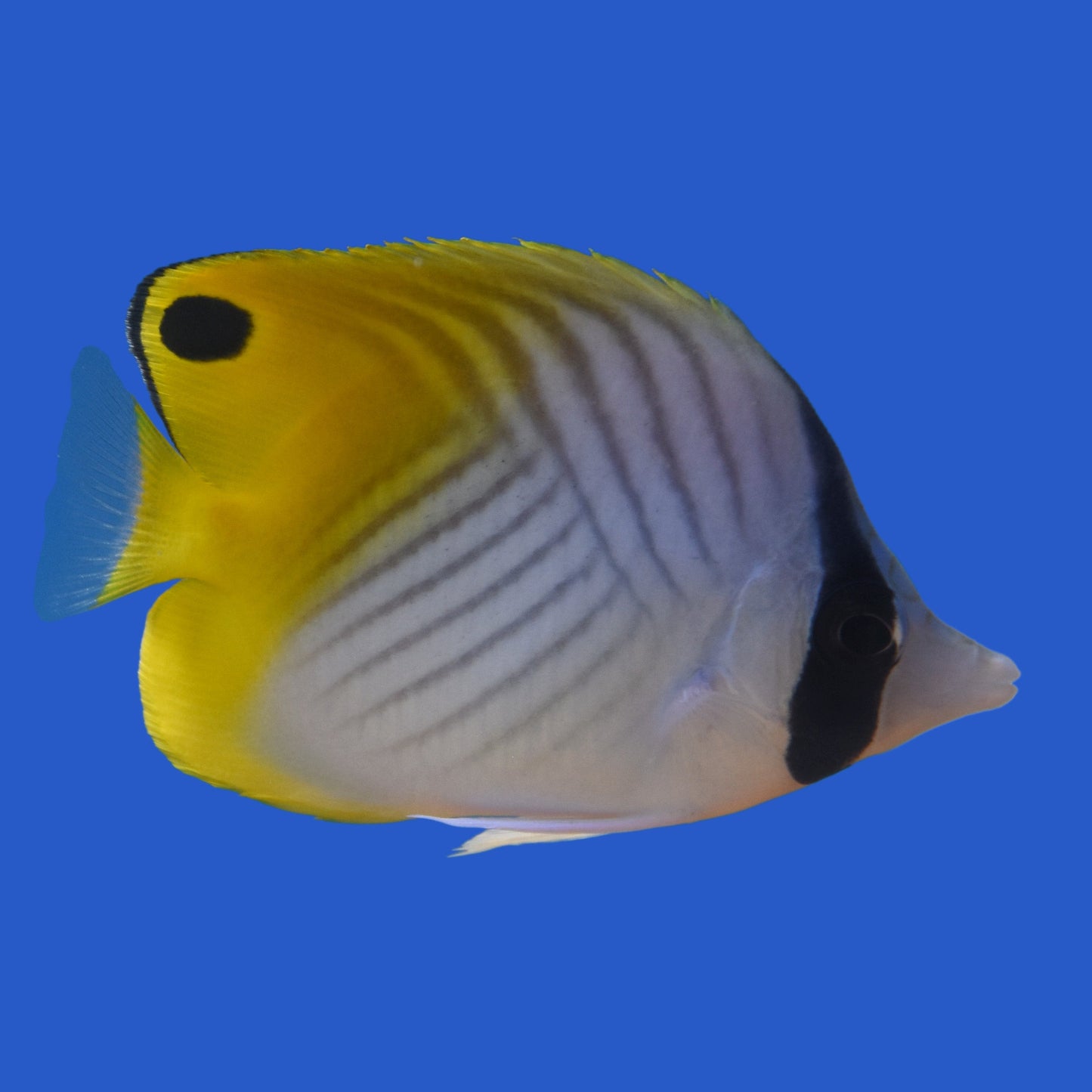 Threadfin Butterflyfish