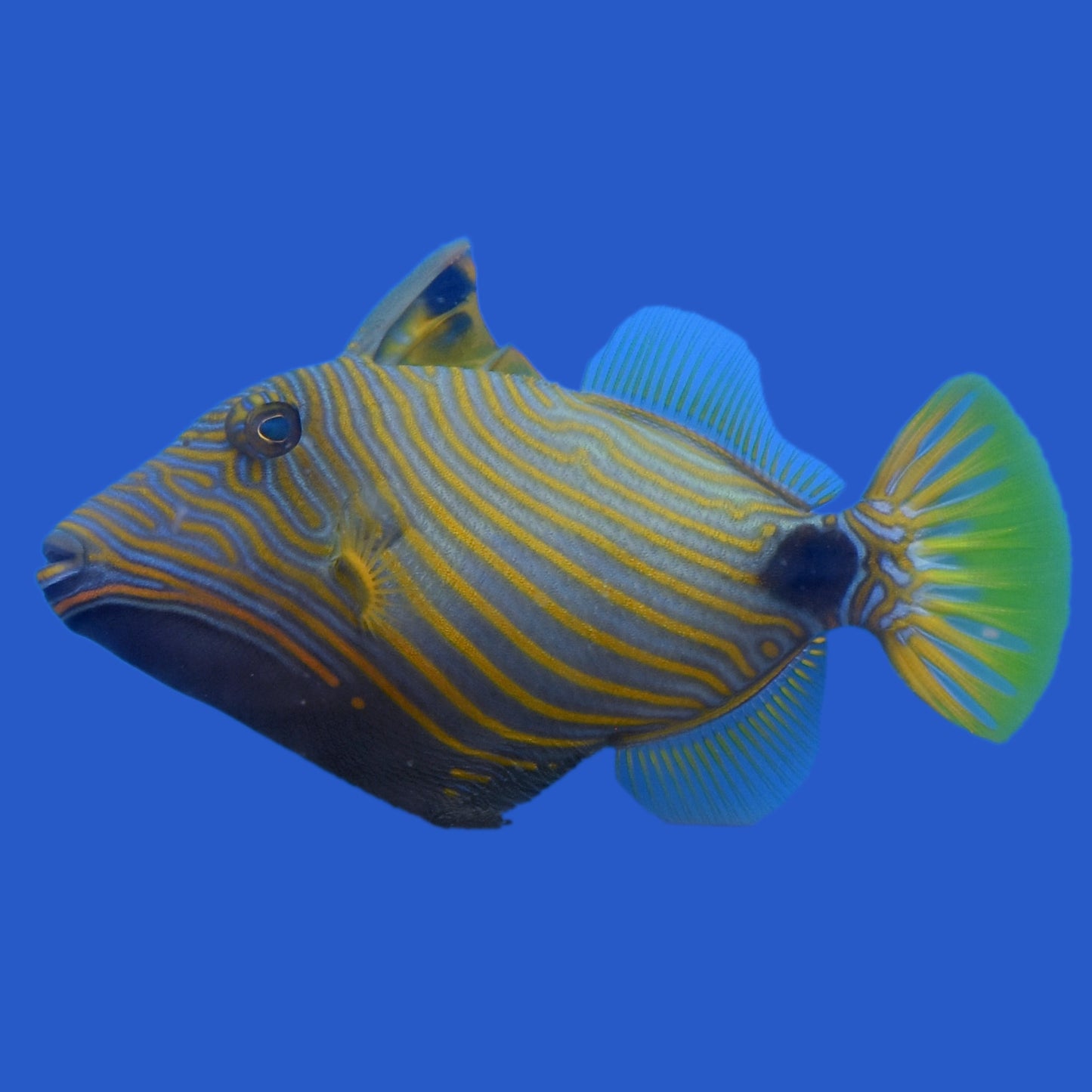 Undulated Triggerfish