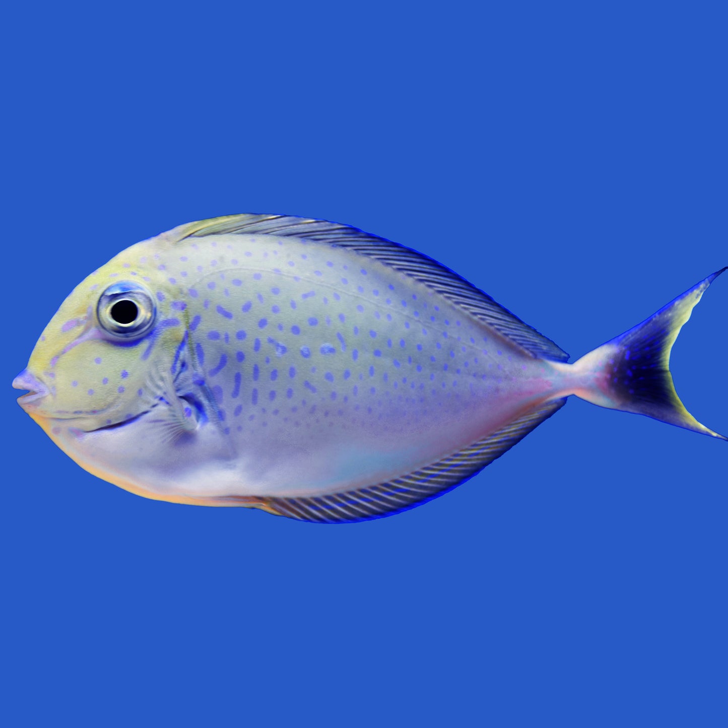 Vlamingii Tang
