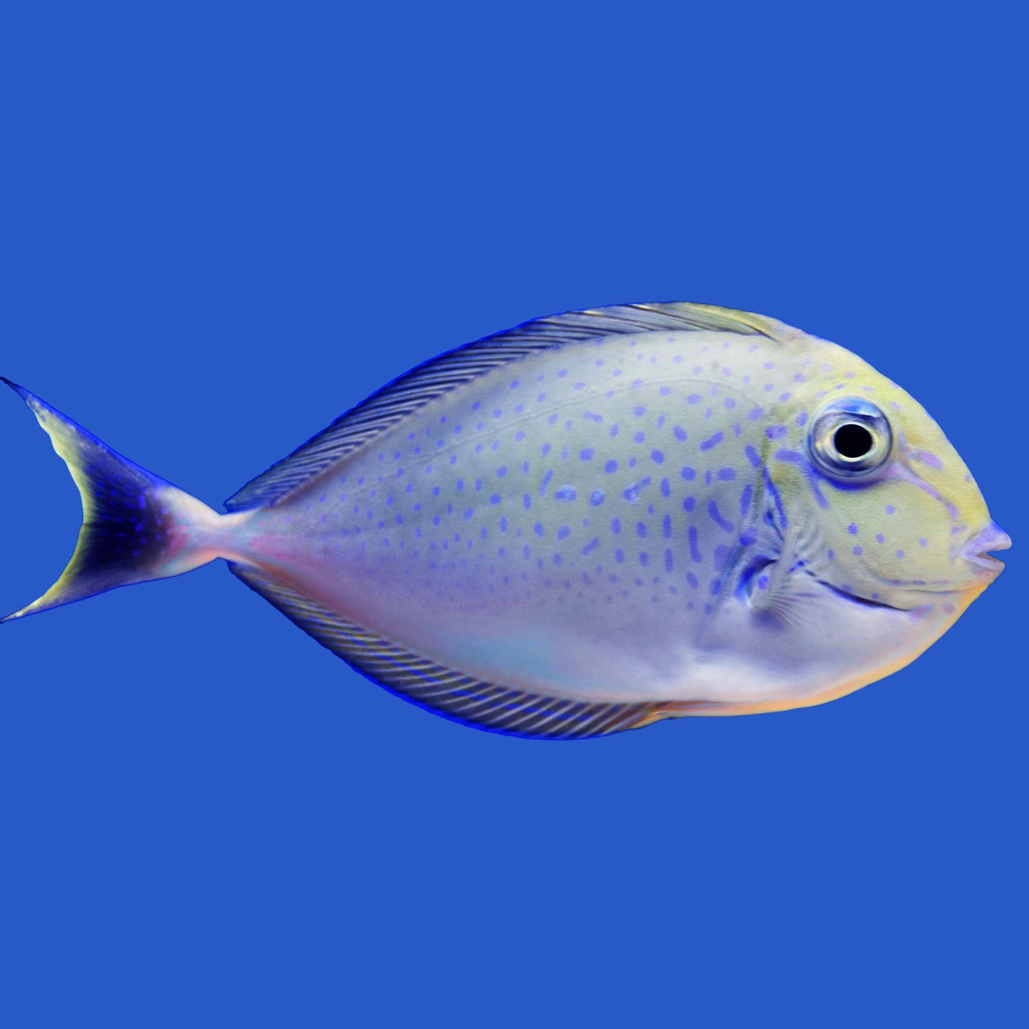Vlamingii Tang