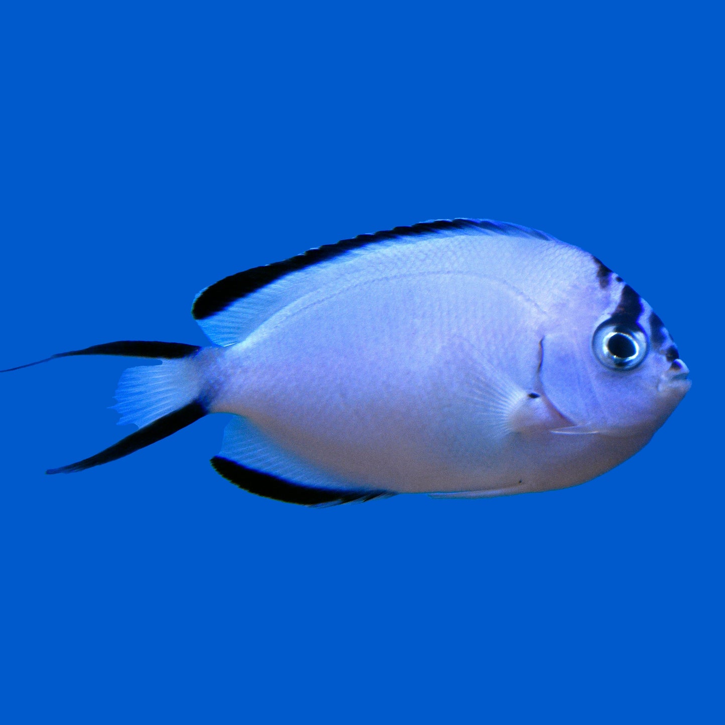 Watanabei Angelfish