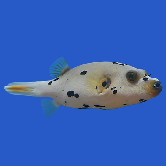 Dog Face Pufferfish