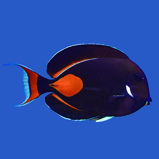 Achilles Tang