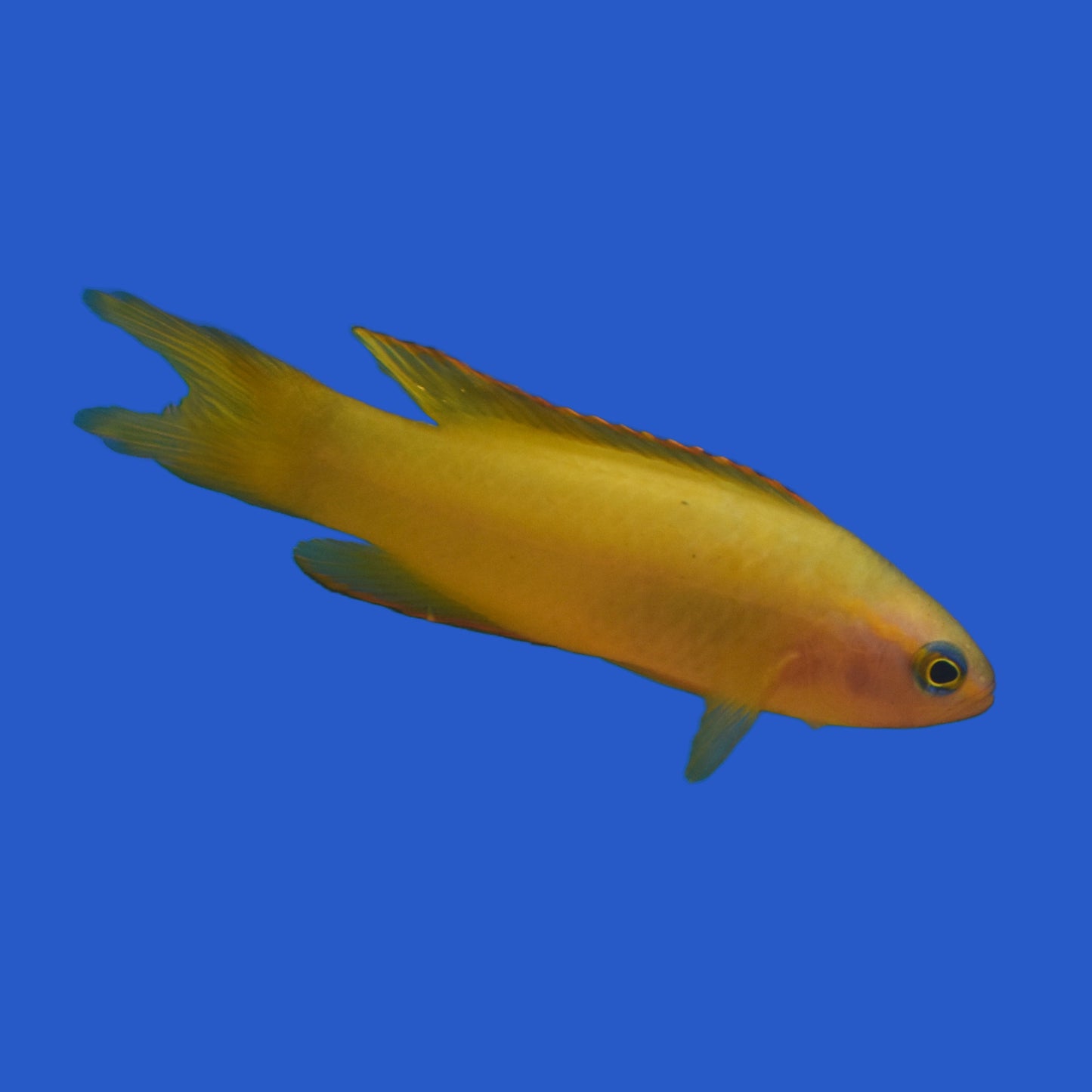 Yellow Assessor