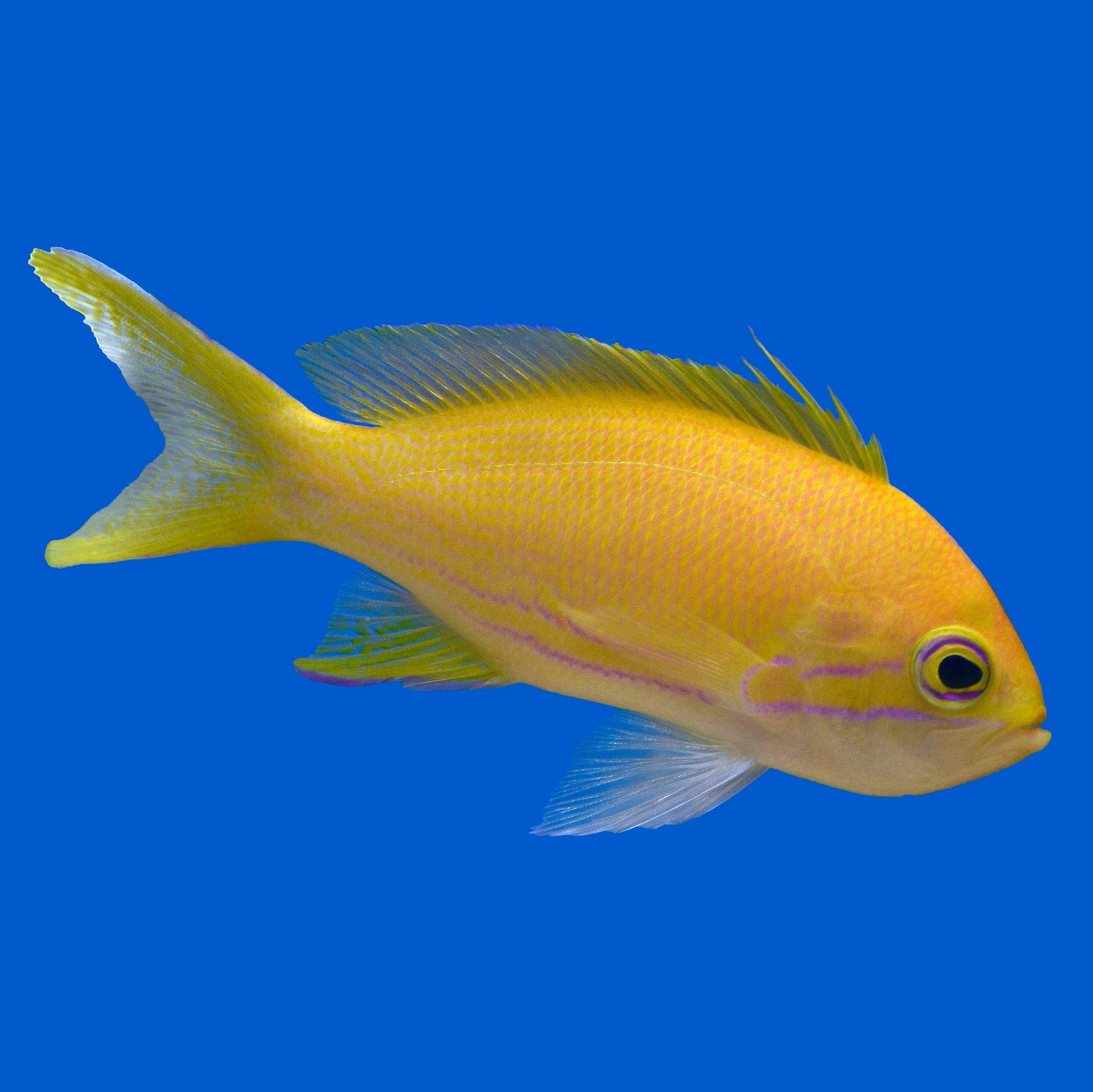 Square Anthias
