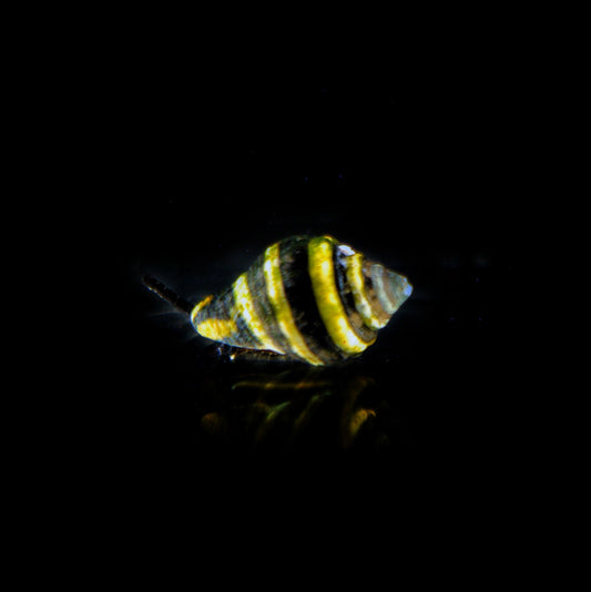 Bumblebee Snail