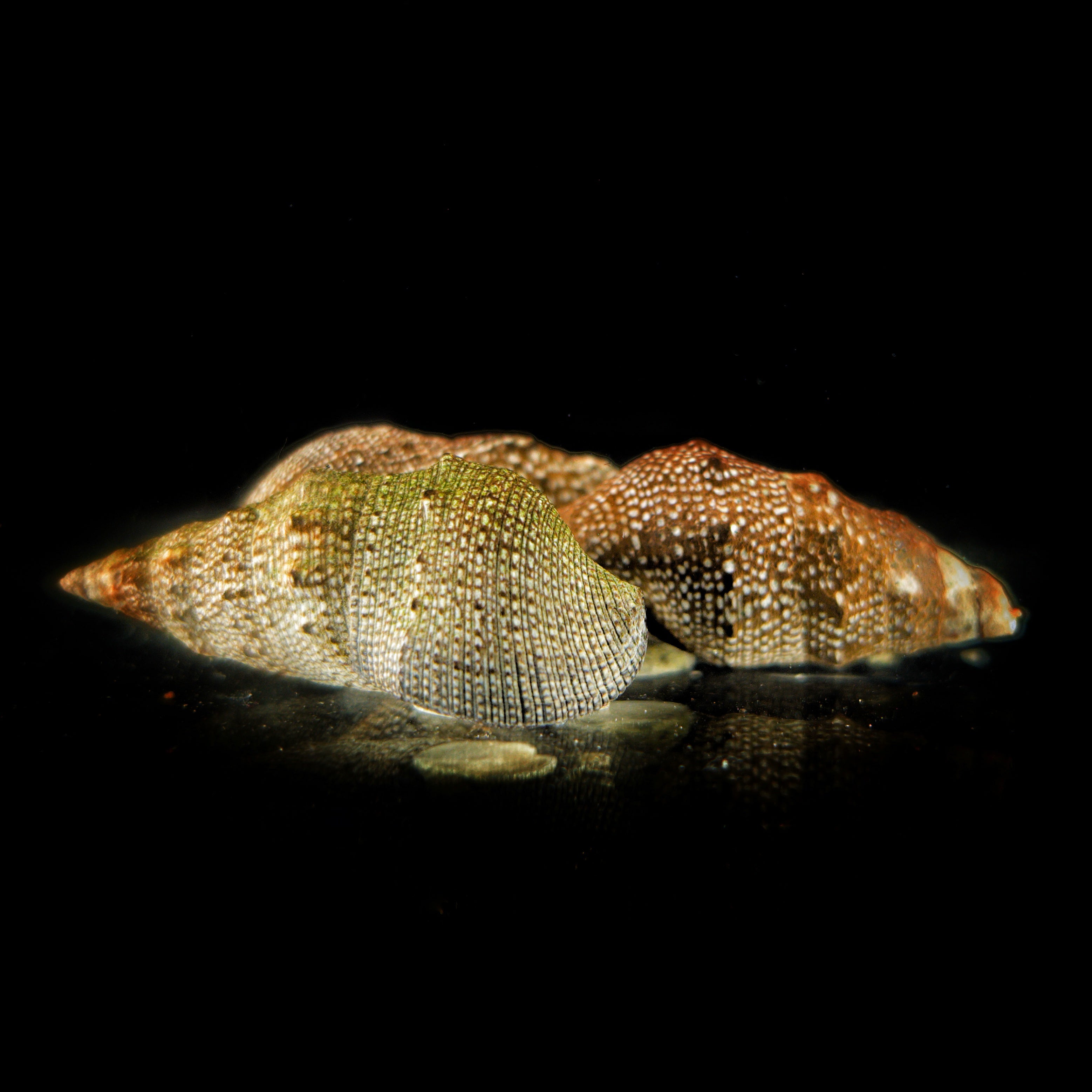 Cerith Snail Shell Cerith Snail – Aquatic Collection Aquarium