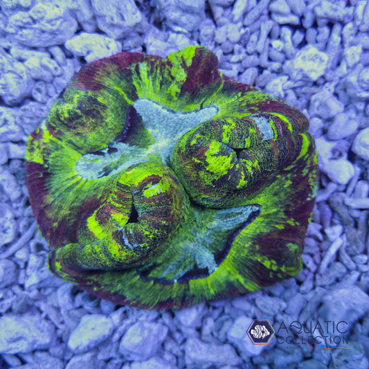 Trachyphyllia