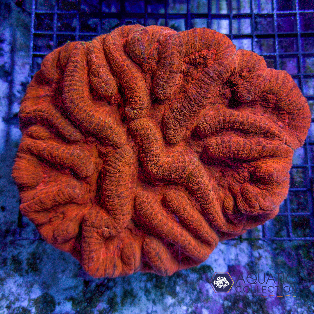 Symphilla Orange Symphyllia – Aquatic Collection Aquarium